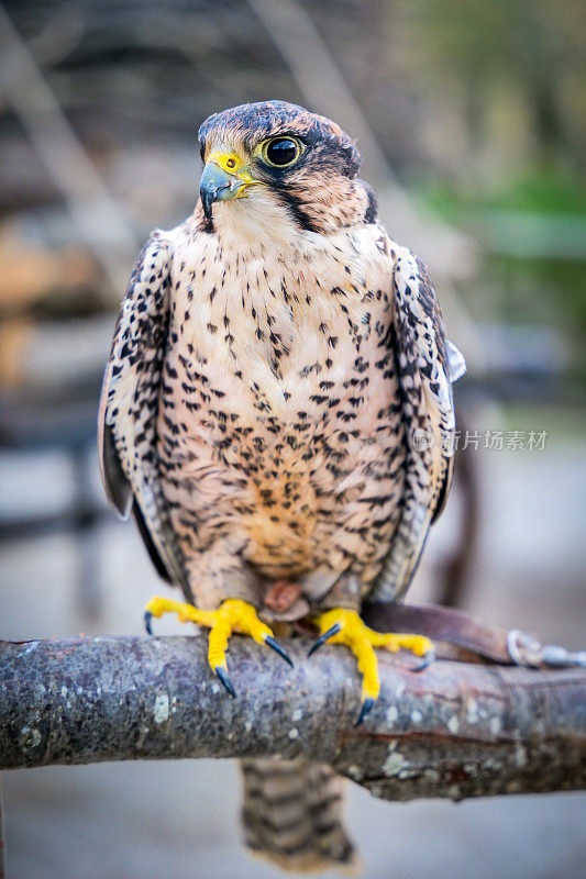 美丽的红隼标本(Falco tinunculus)